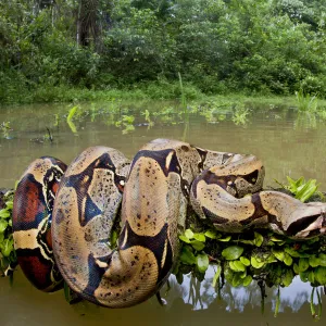 Red tailed boa constrictor (Boa constrictor) on fallen tree over water, Yasuni National Park