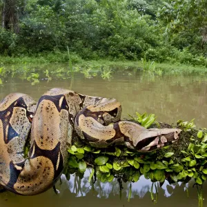 Red-tailed Boa Constrictor Print: Fallen Tree Scene Red-tailed Boa Constrictor Print: Fallen Tree Scene