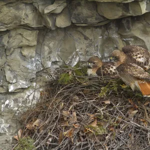 Red tailed hawk (Buteo jamaicensis) pair at nest on cliff, New York, USA, March