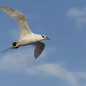 Red-tailed Tropicbird in Flight Print Red-tailed Tropicbird in Flight Print