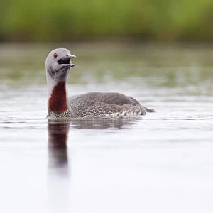 Red-throated diver (Gavia stellata) adult calling on breeding loch, Flow Country