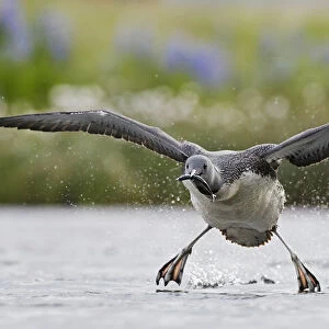 Red-throated Diver (Gavia stellata) taking off with fish prey, Iceland, June