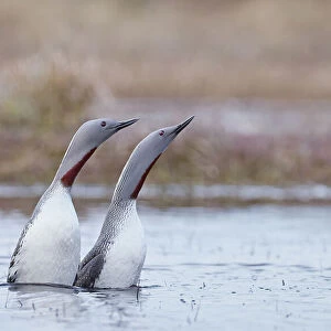 Red-throated diver (Gavia stellata) pair displaying on the water, Vaala, Finland. May