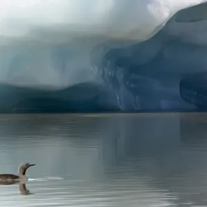 Red-throated diver summer plumage print Red-throated diver summer plumage print