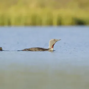 Red-throated diver (Gavia stellata) adult and young chick on breeding loch, Flow Country Red-throated diver (Gavia stellata) adult and young chick on breeding loch, Flow Country