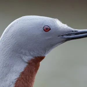 Red-throated Diver (Gavia stellata) portrait, Iceland, June