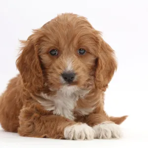 Red Toy Cockapoo puppy