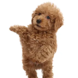 Red Toy labradoodle puppy jumping up