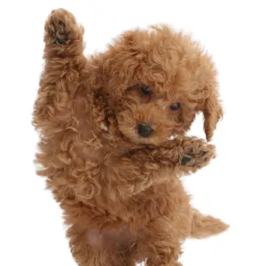 Red Toy labradoodle puppy jumping up