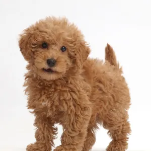 Red Toy labradoodle puppy standing