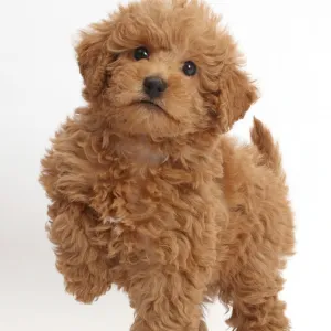 Red Toy labradoodle puppy standing with paw raised