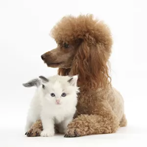 Red toy Poodle dog, and Ragdoll-cross kitten, 5 weeks