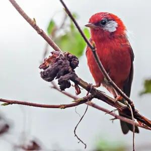 Red Warbler Perched Print Red Warbler Perched Print