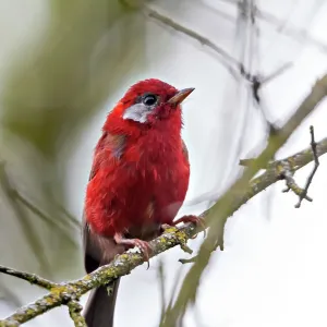 Red warbler (Cardellina rubra) perched on branch. Milpa Alta forest, outskirts of Mexico City, September Red warbler (Cardellina rubra) perched on branch. Milpa Alta forest, outskirts of Mexico City, September