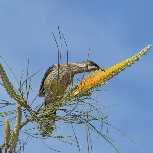 Red wattlebird (Anthochaera carunculata) feeding on nectar of flame grevillea (Grevillea Red wattlebird (Anthochaera carunculata) feeding on nectar of flame grevillea (Grevillea