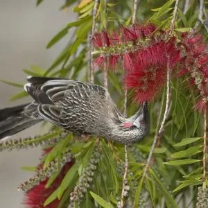 Red wattlebird (Anthochaera carunculata) nectaring on Bottlebrush (Callistemon sp) Red wattlebird (Anthochaera carunculata) nectaring on Bottlebrush (Callistemon sp)