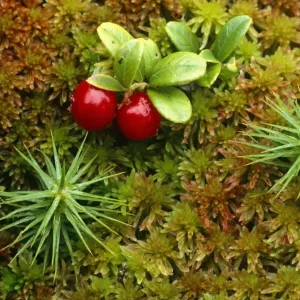 Red whortleberry / Cowberry {Vaccinium vitis-idaea} growing amongst sphagnum moss Red whortleberry / Cowberry {Vaccinium vitis-idaea} growing amongst sphagnum moss