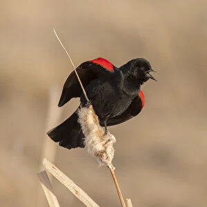 Red winged blackbird (Agelaius phoeniceus) male singing, Bozeman, Montana, USA. April