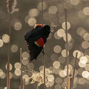 Red-winged Blackbird (Agelaius phoeniceus) male calling / displaying, Ithaca, New York, USA