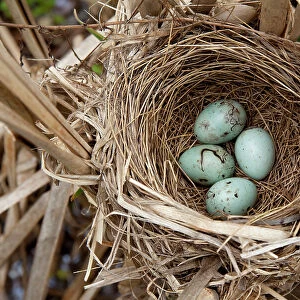 Red-winged blackbird (Agelaius phoeniceus) nest containing four eggs, in cattail marsh, New York, USA, June