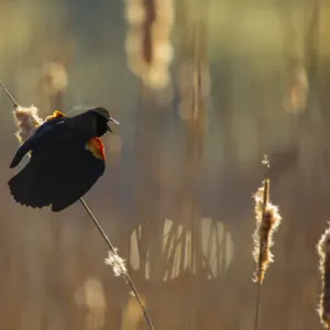 Red-winged Blackbird (Agelaius phoeniceus) male displaying in cattail marsh, backlighting Red-winged Blackbird (Agelaius phoeniceus) male displaying in cattail marsh, backlighting