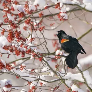 Red-winged Blackbird male singing from snow-covered red maple Print Red-winged Blackbird male singing from snow-covered red maple Print