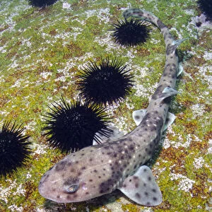 Redspotted catshark (Schroederichthys chilensis) on sea floor amongst Sea urchins