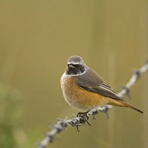 Redstart (Phoenicurus phoenicurus) perched on a barbed wire fence during autumn migration