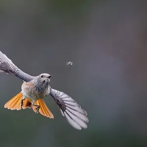 Redstart (Phoenicurus phoenicurus) juvenile male, in flight, chasing an insect, Parainen Uto, Finland. September Redstart (Phoenicurus phoenicurus) juvenile male, in flight, chasing an insect, Parainen Uto, Finland. September