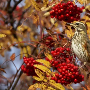 Redwing (Turdus iliacus) perching on branch, feeding on Rowan (Sorbus) berries, Porvoo