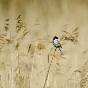 Reed bunting (Emberiza schoeniclus) male perched on reeds, Woodwalton Fen, Cambridgeshire Fens