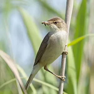 Reed warbler (Acrocephalus scirpaceus) with insect larvae in beak, Greylake RSPB Reserve