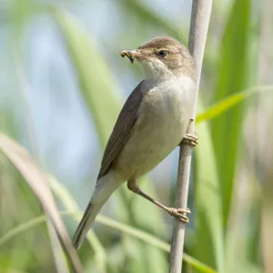 Reed warbler (Acrocephalus scirpaceus) with insect larvae in beak, Greylake RSPB Reserve