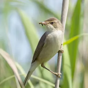 Reed Warbler Print with Insect Larvae Reed Warbler Print with Insect Larvae