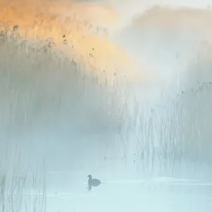 Reedbeds Print at Dawn with Coot in Mist Reedbeds Print at Dawn with Coot in Mist
