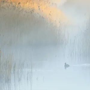 Reedbeds at dawn with Coot (Fulica atra) in mist, Lakenheath Fen RSPB Reserve, Suffolk, UK, May