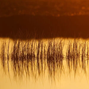 Reeds in bog pool, backlit at sunrise, Flow Country, Sutherland, Highlands, Scotland