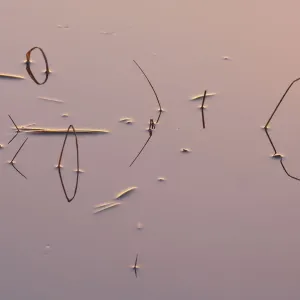 Les roseaux réfléchis dans l'eau à l'aube, Klein Schietveld, Brasschaat, Belgique. Les roseaux réfléchis dans l'eau à l'aube, Klein Schietveld, Brasschaat, Belgique.