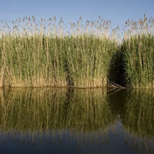 Reeds on in Tisza lake, Hortobagy National Park, Hungary, May 2009