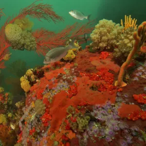 Reef with gorgonian corals / sea fans, soft corals and sponges, Western Cape