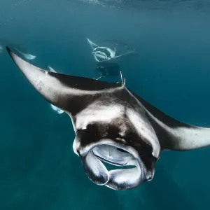 Raya manta di barriera (Manta alfredi) branco che si nutre filtrando il plancton concentrato dai monsoni. Raya manta di barriera (Manta alfredi) branco che si nutre filtrando il plancton concentrato dai monsoni.