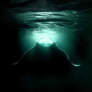 Reef manta ray (Mobula alfredi) feeding on plankton aggregating in the lights from a boat at night, Ari Atoll, Maldives, Indian Ocean Reef manta ray (Mobula alfredi) feeding on plankton aggregating in the lights from a boat at night, Ari Atoll, Maldives, Indian Ocean
