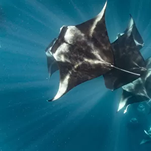 Reef manta rays (Manta alfredi) filter feeding on plankton, Dhikkurendho Reef, Raa Atoll