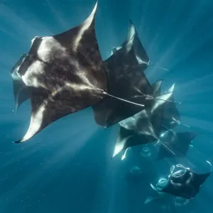 Reef manta rays (Manta alfredi) filter feeding on plankton, Dhikkurendho Reef, Raa Atoll Reef manta rays (Manta alfredi) filter feeding on plankton, Dhikkurendho Reef, Raa Atoll