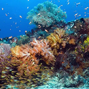 Reef with Pygmy Sweepers (Parapriacanthus ransonetti), Barrel Sponge (Xestospongia testudinaria)