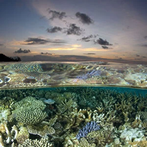 Reef under the surface of shallow waters, at sunset, covered with hard corals, Brush Coral