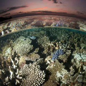 Reef under the surface of shallow waters, at sunset, covered with hard corals, Brush Coral Reef under the surface of shallow waters, at sunset, covered with hard corals, Brush Coral