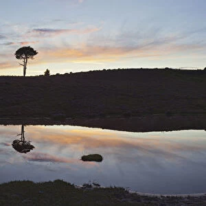 Reflections in heathland pool. Vales Moor, Burley, New Forest National Park, Hampshire