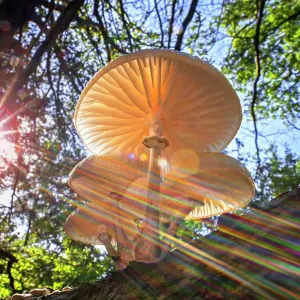 Refracted sun rays shining through foliage on Porcelain fungus (Oudemansiella mucida), Belgium. October Refracted sun rays shining through foliage on Porcelain fungus (Oudemansiella mucida), Belgium. October