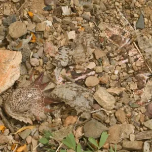 Regal Horned Lizard Buried Print